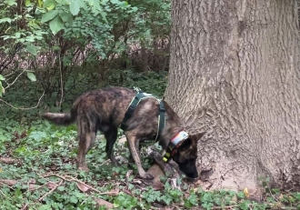 Tracking stem necrosis in ash dieback with trained dogs