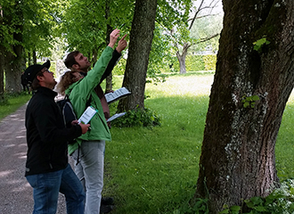 Tree inspection