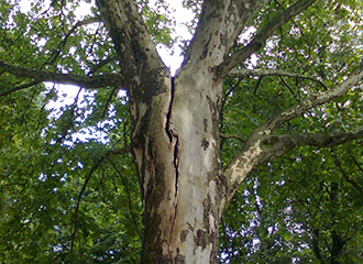 Biomechanics and visual inspections of compromised trees